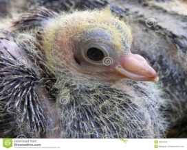 Jeune pigeon photo stock. Image du pigeon, animal, plot - 3324454
